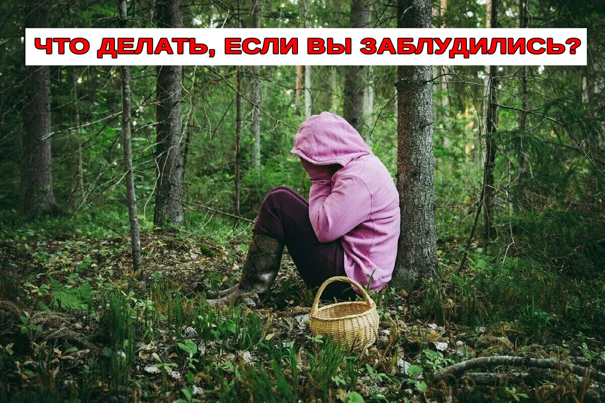 Что делать если вы заблудились в лесу.