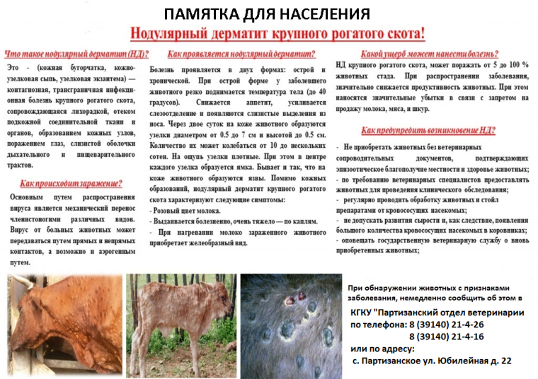 Заразный узелковый дерматит у крупного рогатого скота. Заразный узелковый дерматит у крупного рогатого скота.
