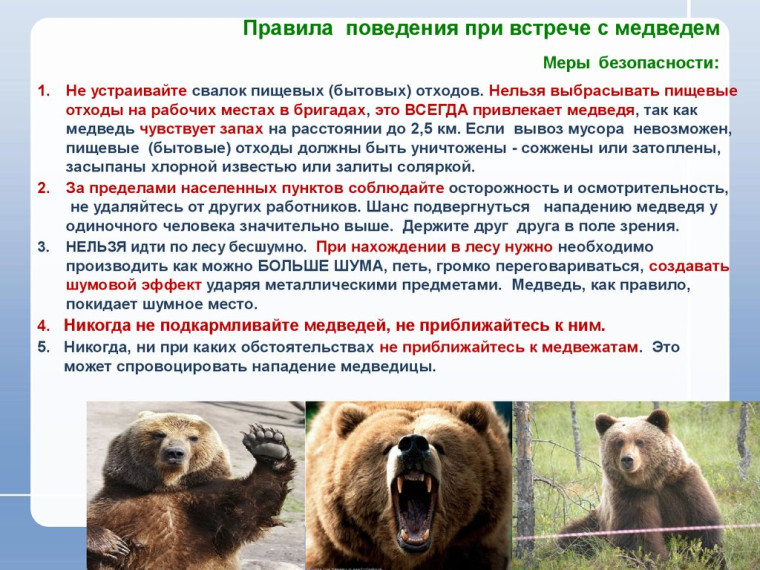 Осторожно медведи!. Осторожно медведи!.